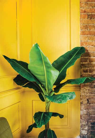 Paint a wall in a bright colour or use a jazzy wallpaper and place a structural plant in front. Instant gratification.